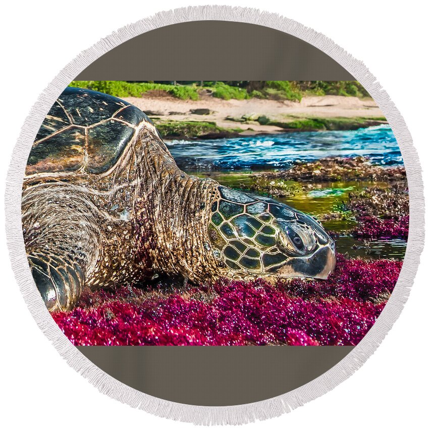 Sea Turtle Round Beach Towel featuring the photograph Bay Sleeper by Leonardo Dale
