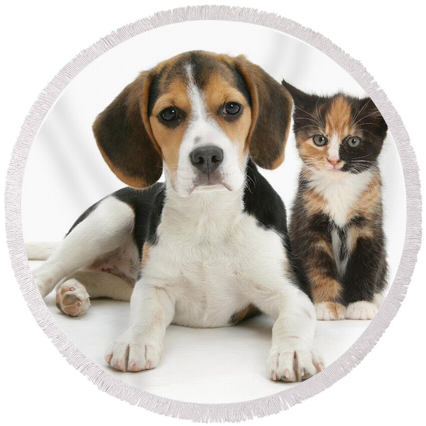 Animal Round Beach Towel featuring the photograph Beagle And Calico Cat by Mark Taylor