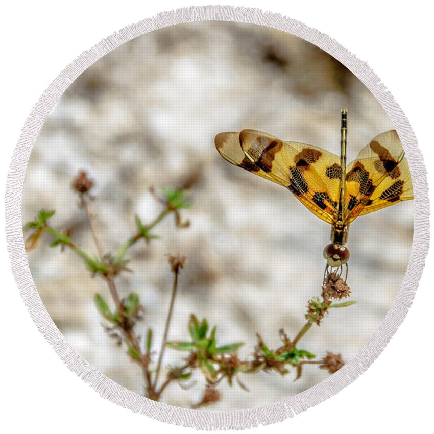 Dragonfly Round Beach Towel featuring the photograph Beautiful Dragonfly by Wolfgang Stocker