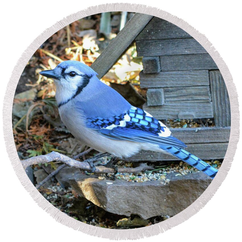 Birds Round Beach Towel featuring the photograph Beautiful Jay by Shelley Smith