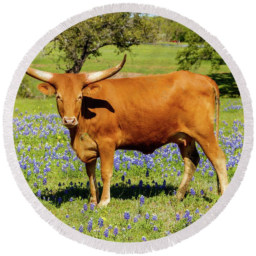 African Breed Round Beach Towel featuring the photograph Beautiful longhorn cow by Raul Rodriguez