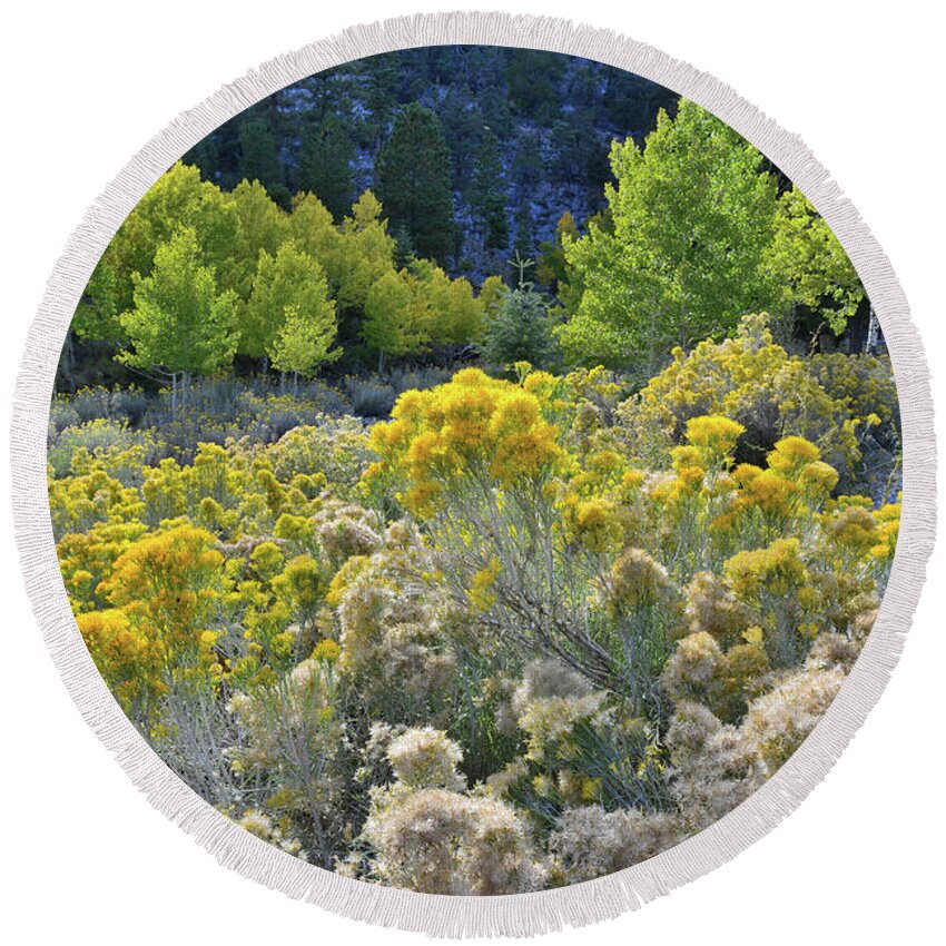 Humboldt-toiyabe National Forest Round Beach Towel featuring the photograph Beautiful Rabbitbrush in Mt. Charleston Basin by Ray Mathis