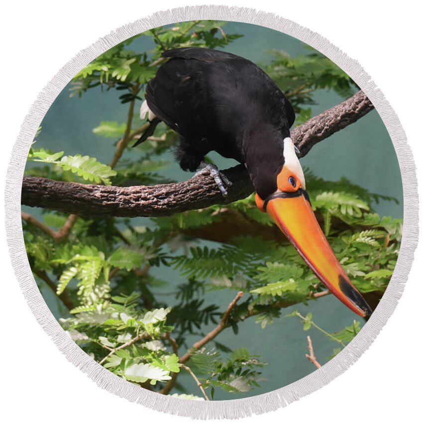 Toucan Round Beach Towel featuring the photograph Beautiful Tropical Toucan Balanced in a Tree Top by DejaVu Designs