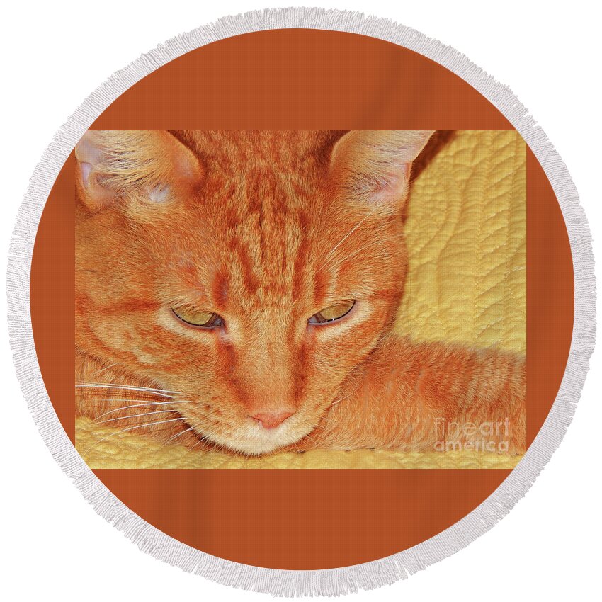 Cat Round Beach Towel featuring the photograph Beauty Of A cat by Jan Gelders