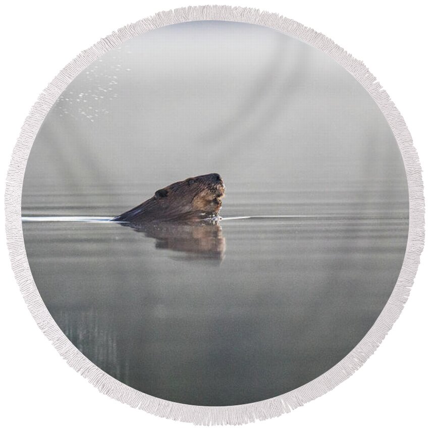 Rangeley Round Beach Towel featuring the photograph Beaver Tail by Scene by Dewey