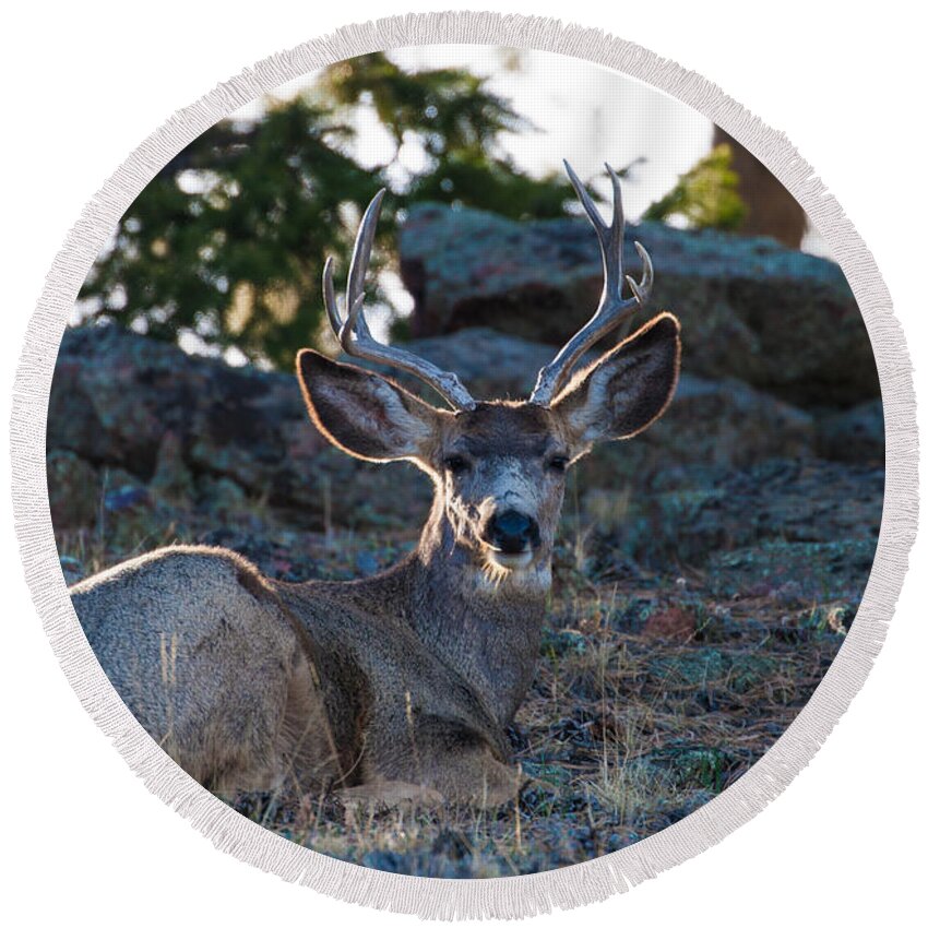 Mule Deer Round Beach Towel featuring the photograph Bed Down For The Evening by Mindy Musick King