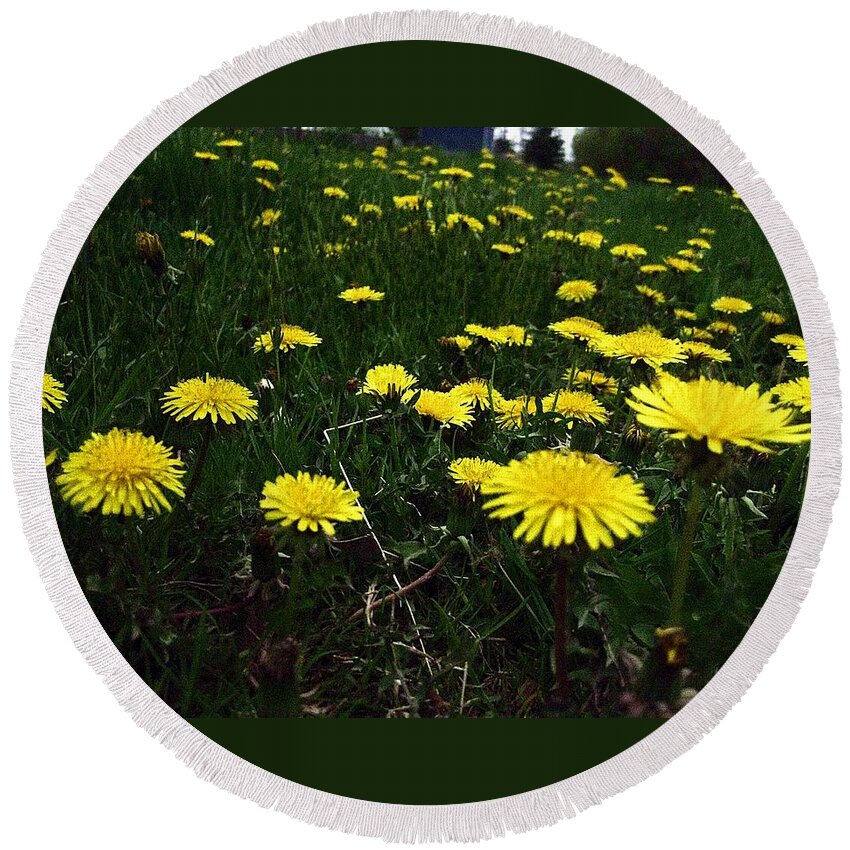 Dandelions Round Beach Towel featuring the photograph Bed of Dandelions by Annie Walczyk