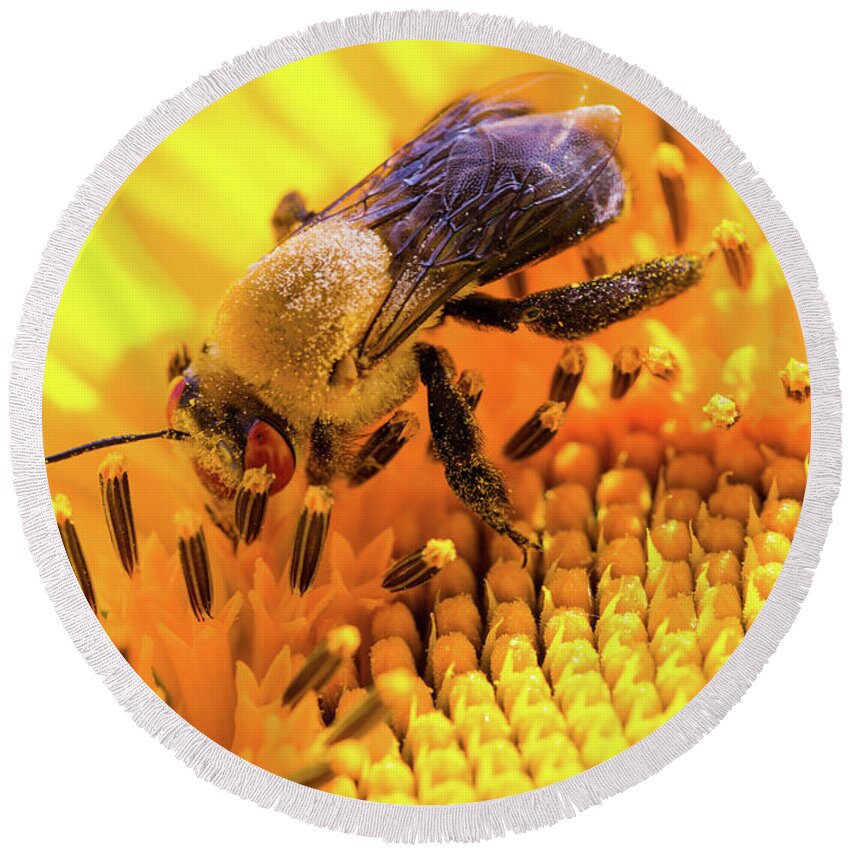 Antennae Round Beach Towel featuring the photograph Bee and Sunflower by SR Green