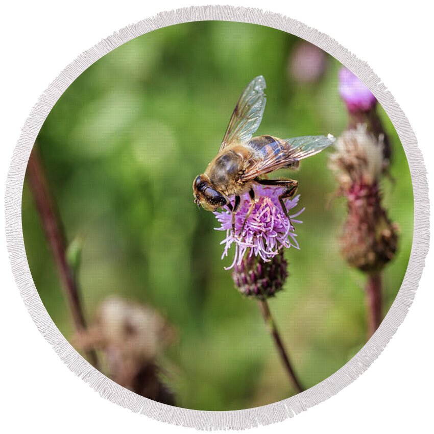 Animal Round Beach Towel featuring the photograph Bee on a thistle flower by Tim Abeln