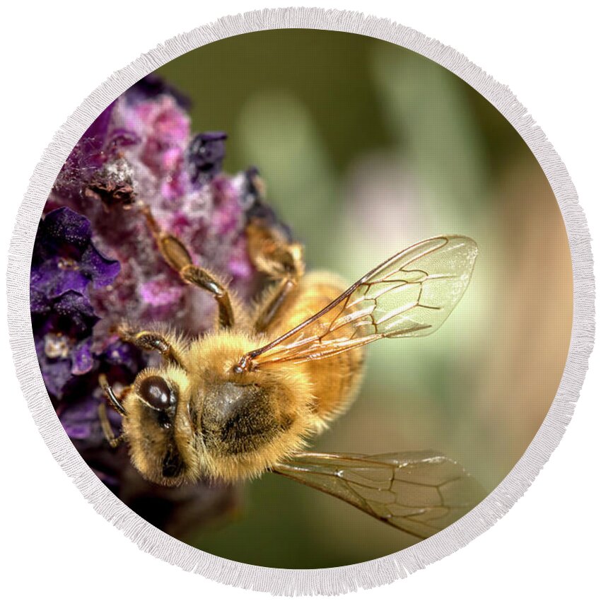 2017 Round Beach Towel featuring the photograph Bee on Lavender by Shawn Jeffries
