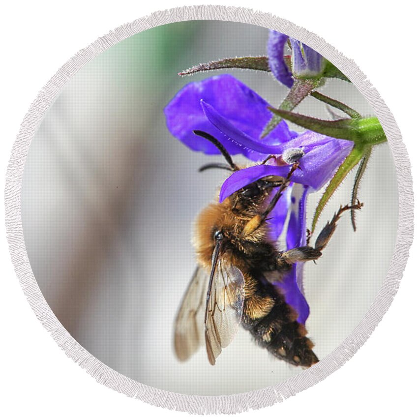 Bee Round Beach Towel featuring the photograph Bee on purple flower by Patricia Hofmeester