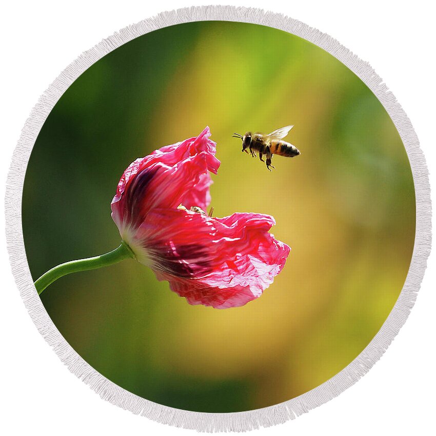 Bee Round Beach Towel featuring the photograph Got Bees In Me Opium Poppies by Joe Schofield