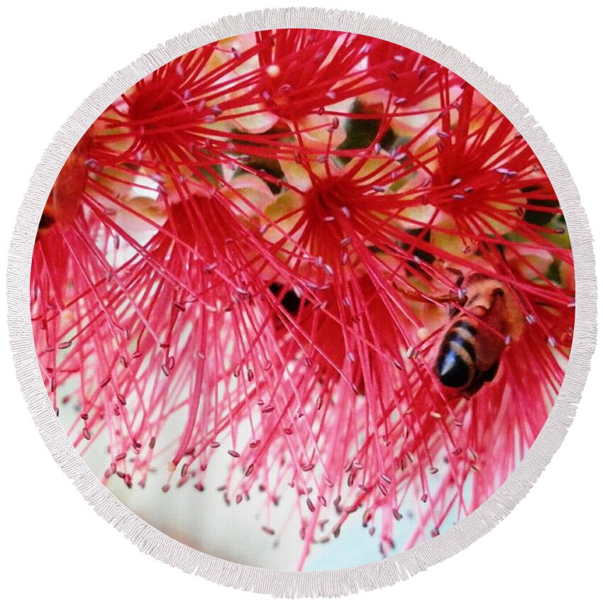 #bottlebrushtree #bright #red Round Beach Towel featuring the photograph Bottle Brush Tree Of Bee Life by Belinda Lee