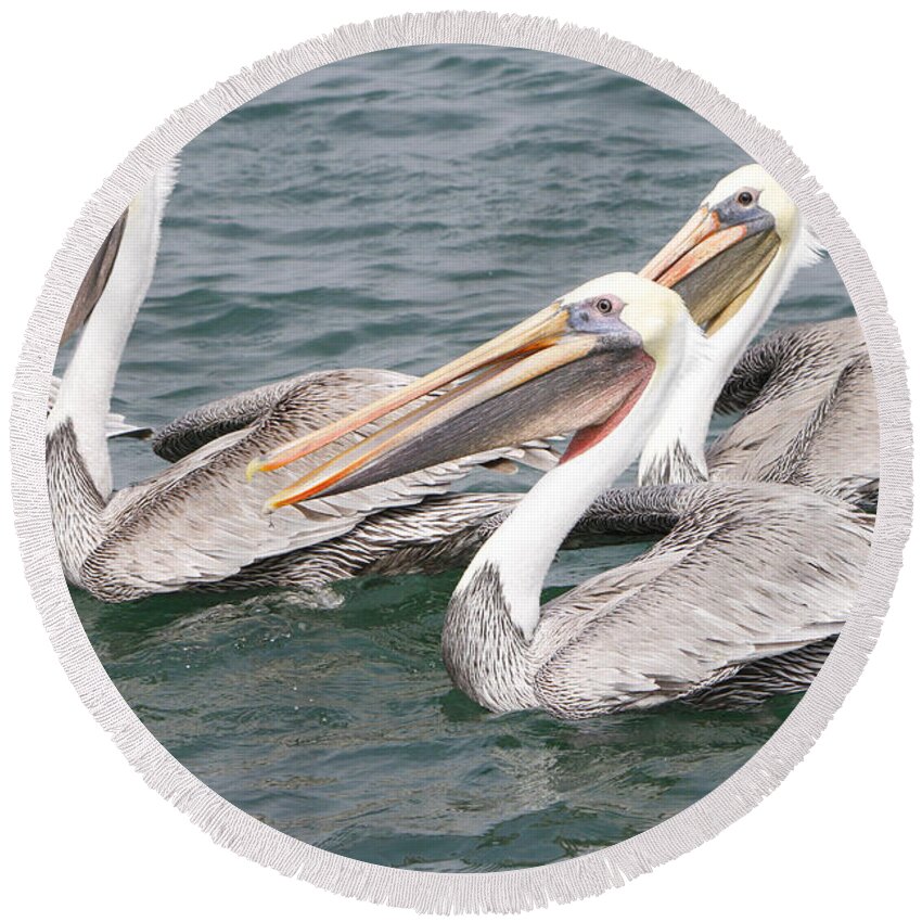 Pelican Round Beach Towel featuring the photograph Begging For Food by Shoal Hollingsworth