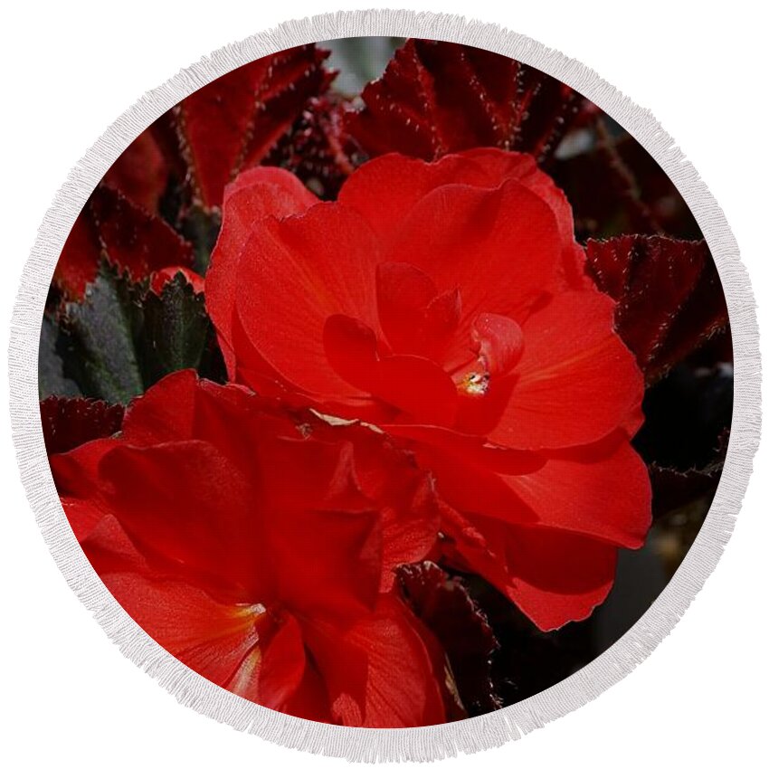 Begonias Round Beach Towel featuring the photograph Begonia Duo by Tracey Vivar