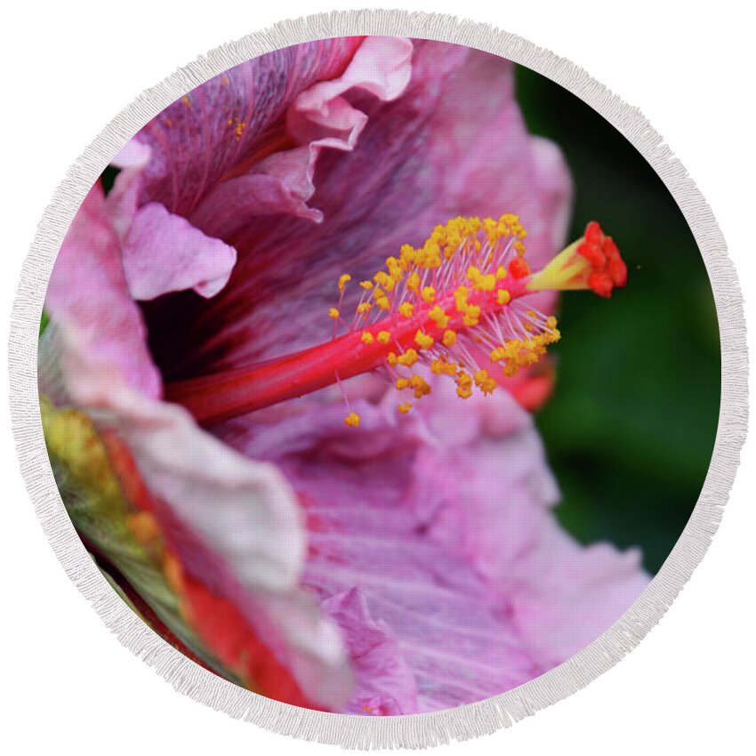 Florals Round Beach Towel featuring the photograph Behold the Hibiscus by Cindy Manero