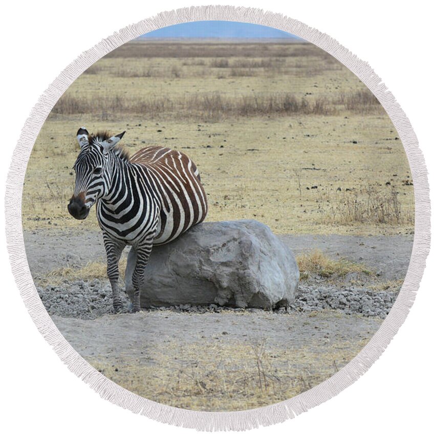 Zebra Round Beach Towel featuring the photograph Belly Rub Rock by Don Mercer