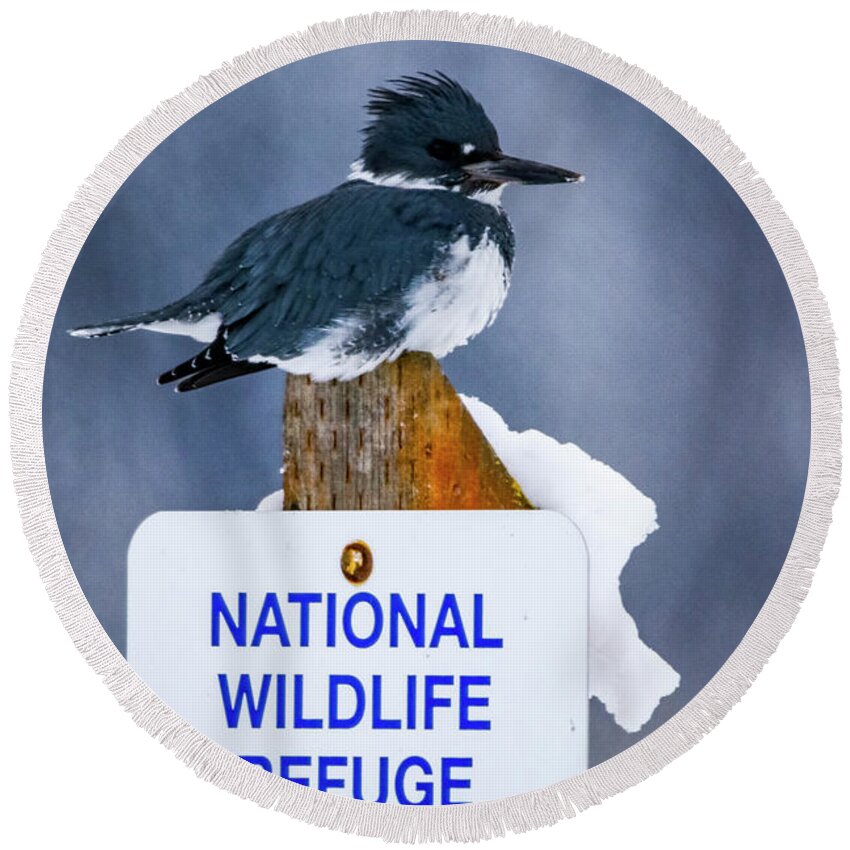 Wildlife Round Beach Towel featuring the photograph Belted Kingfisher by Albert Seger