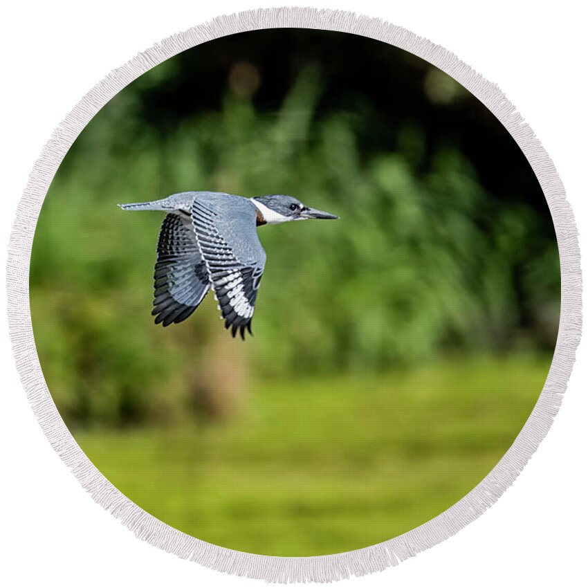 Belted Kingfisher Round Beach Towel featuring the photograph Belted Kingfisher by Todd Ryburn