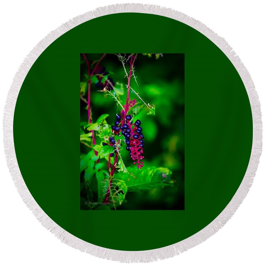 Berries Round Beach Towel featuring the photograph Berries a Wild by Shawn M Greener