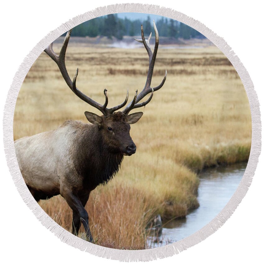 Elk Round Beach Towel featuring the photograph Big Bull Elk by Wesley Aston