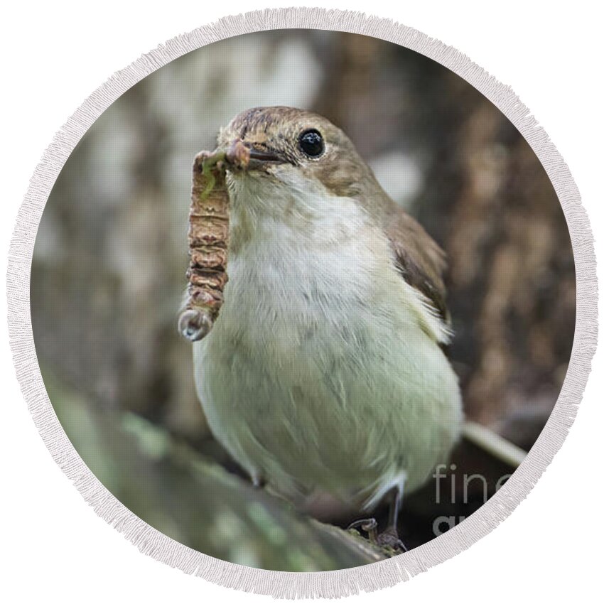 Pied Flycatcher Round Beach Towel featuring the photograph Big Meal by Torbjorn Swenelius