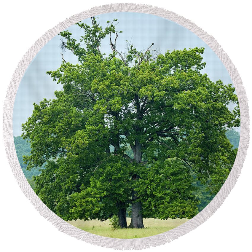 Beautiful Round Beach Towel featuring the photograph Big old oak tree on a meadow by Ragnar Lothbrok