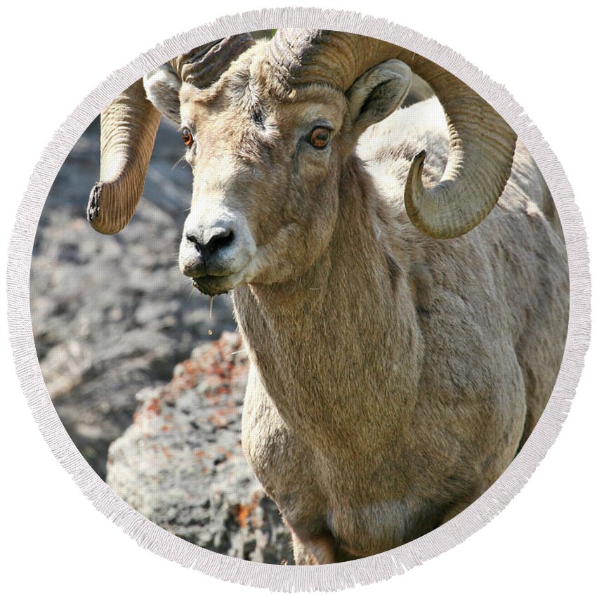 Bighorn Sheep Round Beach Towel featuring the photograph Bighorn Sheep by Wesley Aston