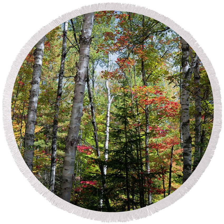 Forest Round Beach Towel featuring the photograph Birches in fall forest by Elena Elisseeva