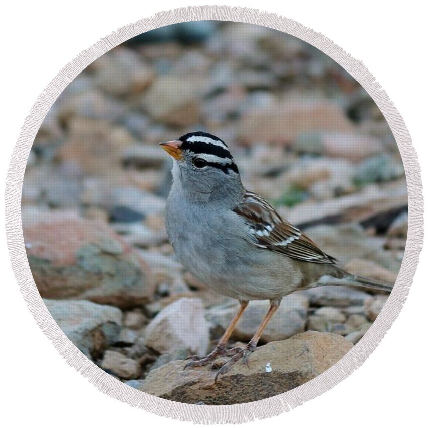 Sparrow Round Beach Towel featuring the photograph White-crowned Sparrow - 2 by Christy Pooschke