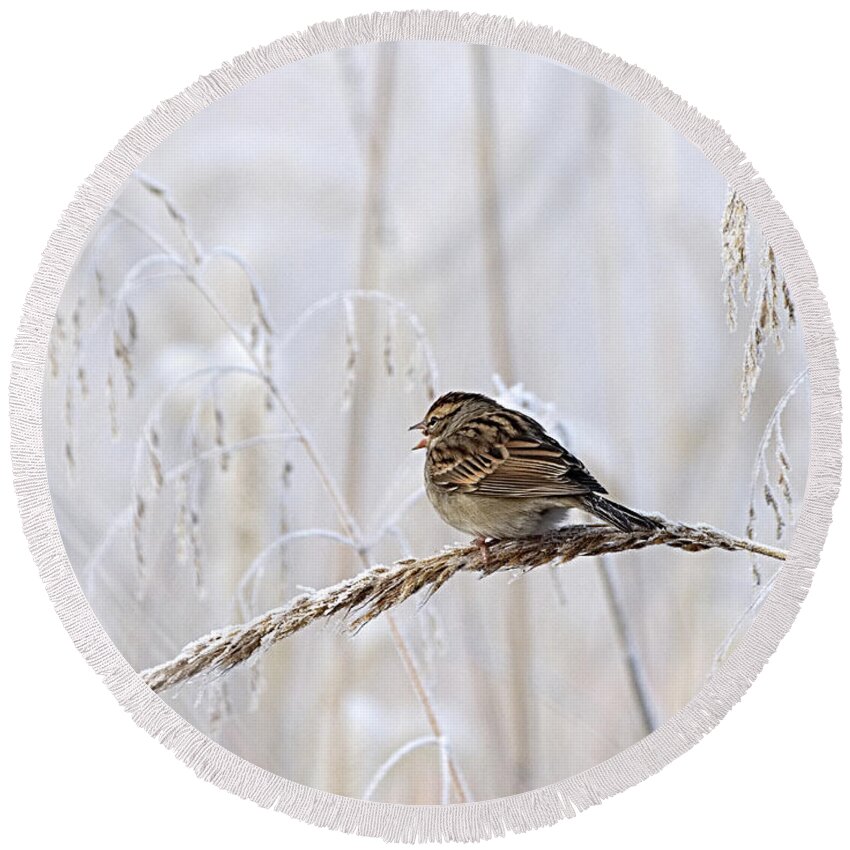 Birds Round Beach Towel featuring the photograph Bird in first Frost by Paul Ross
