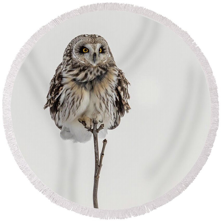 Owl Round Beach Towel featuring the photograph Bird On A Stick by Everet Regal