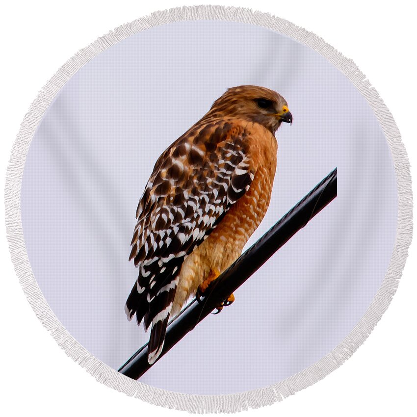 Bird Round Beach Towel featuring the photograph Bird on a Wire with Attitude by Tikvah's Hope