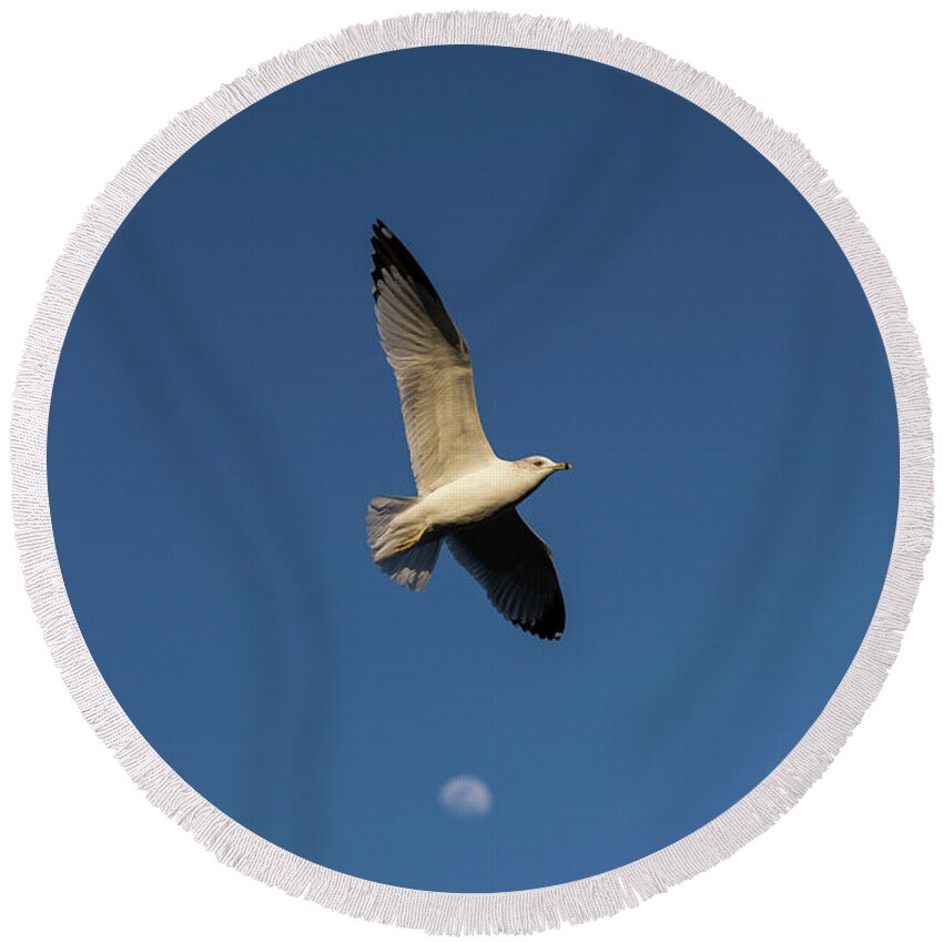 Bird Round Beach Towel featuring the photograph Bird Over The Moon by Jason Hughes
