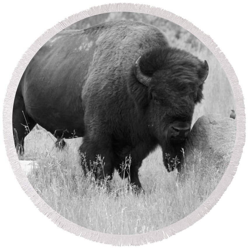 Animal Round Beach Towel featuring the photograph Bison and Buffalo by Mary Mikawoz
