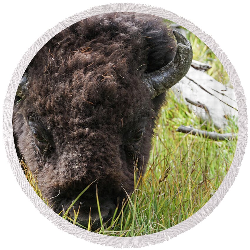 Bison Bull; Wildlife; Bison; Round Beach Towel featuring the photograph Bison Bull #3 by Brett Pelletier