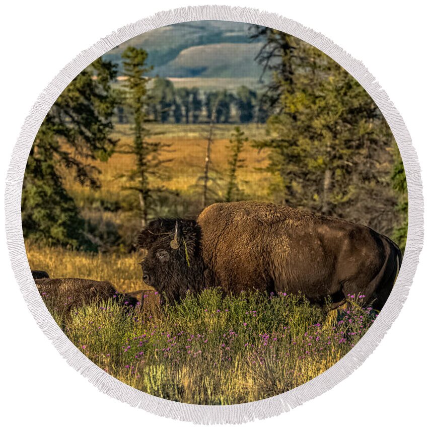 Bison Round Beach Towel featuring the photograph Bison Bull Herding Cows by Yeates Photography