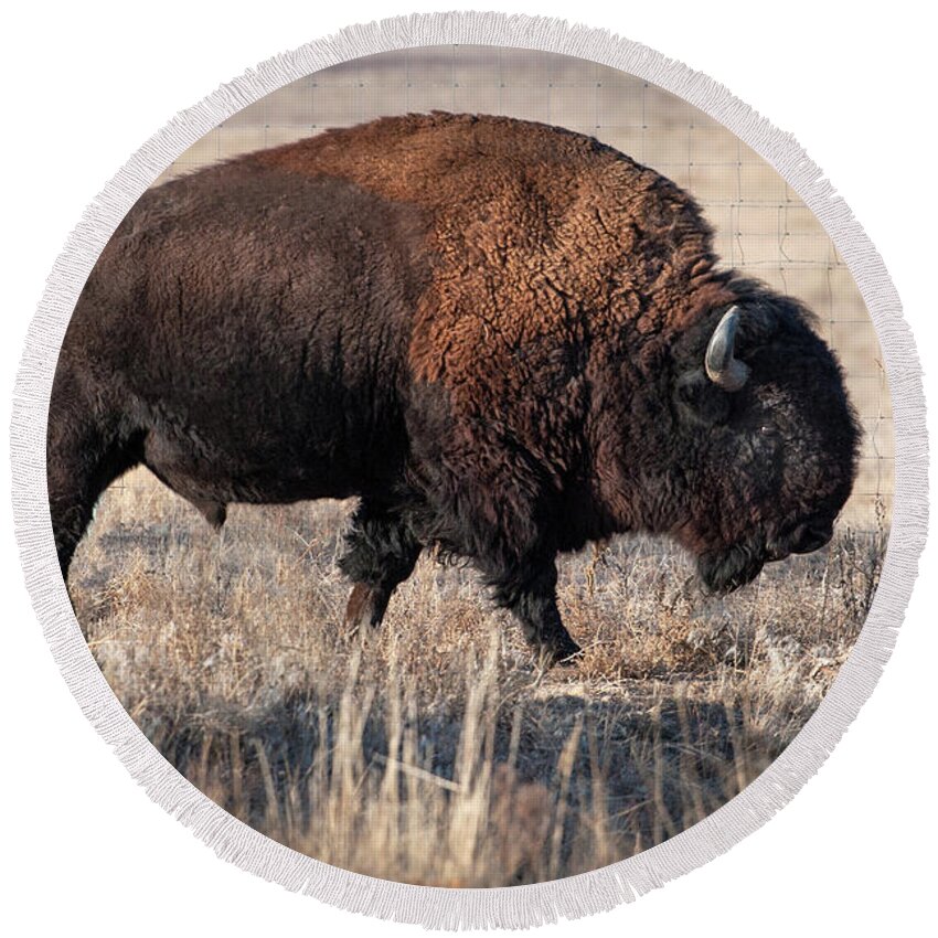 Bison Round Beach Towel featuring the photograph Bison by Catherine Lau