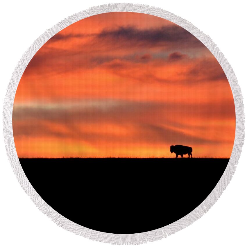  Round Beach Towel featuring the photograph Bison in the Morning Light by Keith Stokes