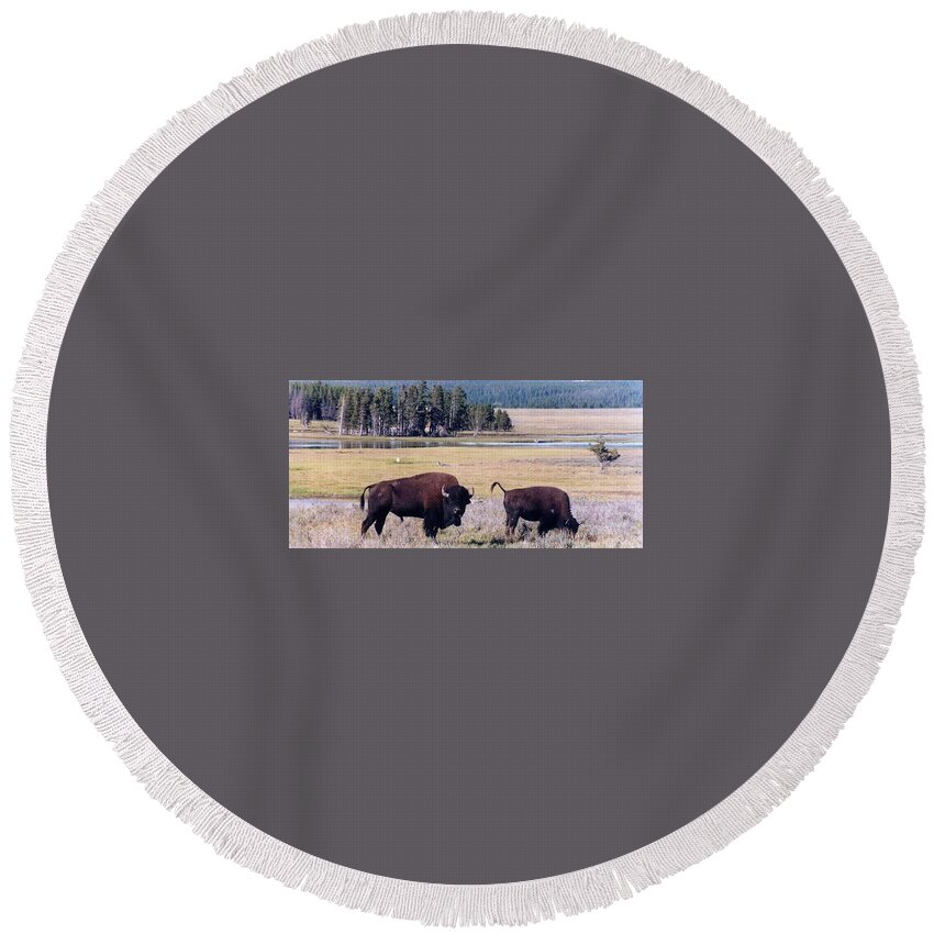 Bison Round Beach Towel featuring the photograph Bison in Yellowstone by Jerry Battle