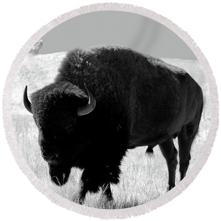 Bison Round Beach Towel featuring the photograph Bison On Open Range by Christiane Schulze Art And Photography