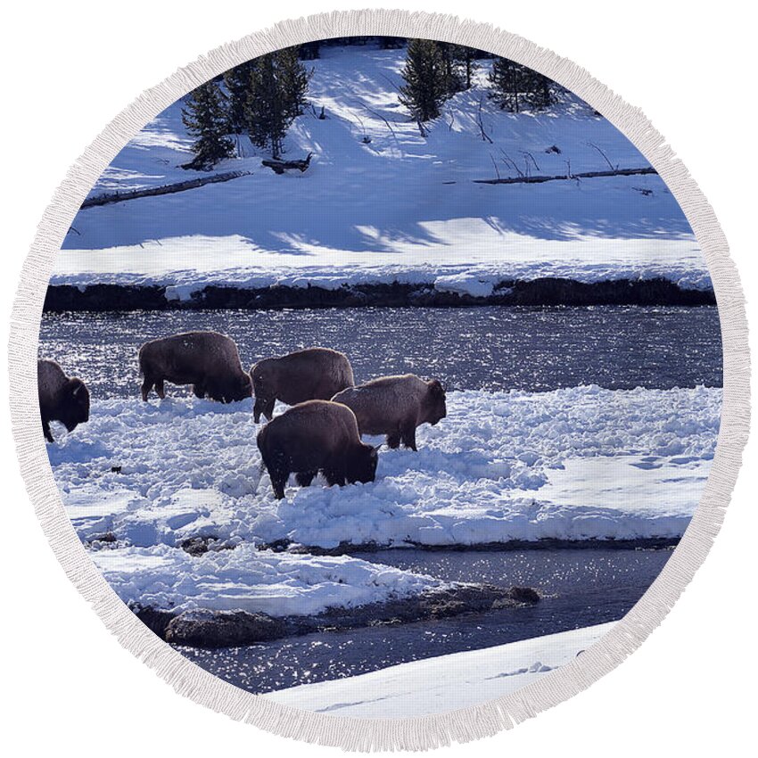 Bison Round Beach Towel featuring the photograph Bison on River Strand Landscape by Kae Cheatham
