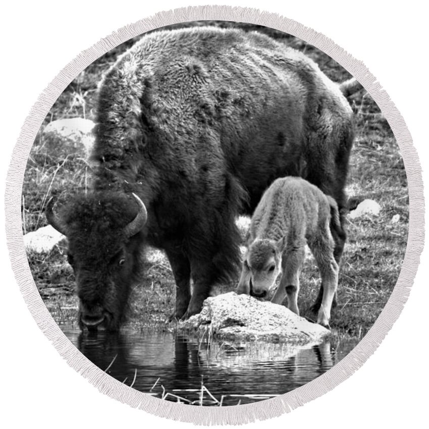 Bison Round Beach Towel featuring the photograph Bison Red Dog With Mom Black And White by Adam Jewell