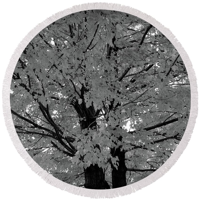 Autumn Round Beach Towel featuring the photograph Black and White Golden Tree by Aimee L Maher ALM GALLERY