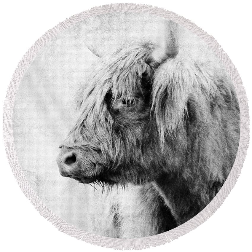 Scottish Highland Cattle Round Beach Towel featuring the photograph Black And White Highlander Cow by Athena Mckinzie