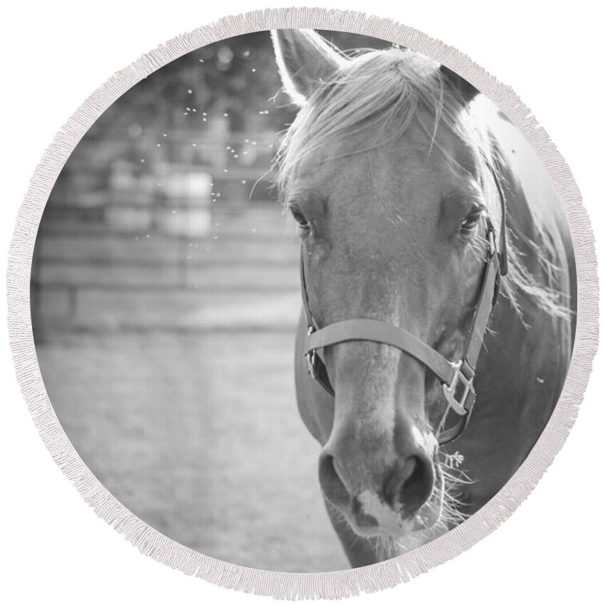 Kelly Hazel Round Beach Towel featuring the photograph Black and White Portrait of a Horse in the Sun by Kelly Hazel