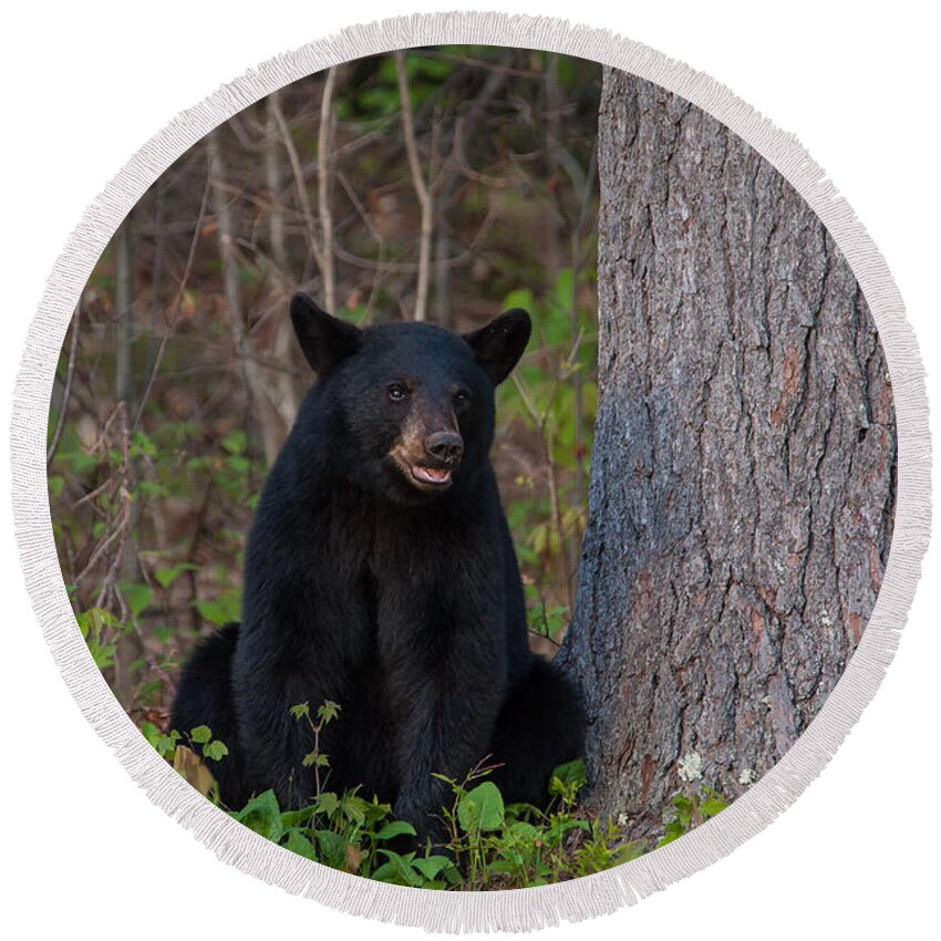 Animal Round Beach Towel featuring the photograph Black Bear by Brenda Jacobs