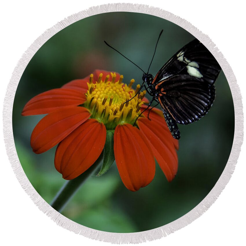 Black Round Beach Towel featuring the photograph Black Butterfly on Orange Flower by WAZgriffin Digital