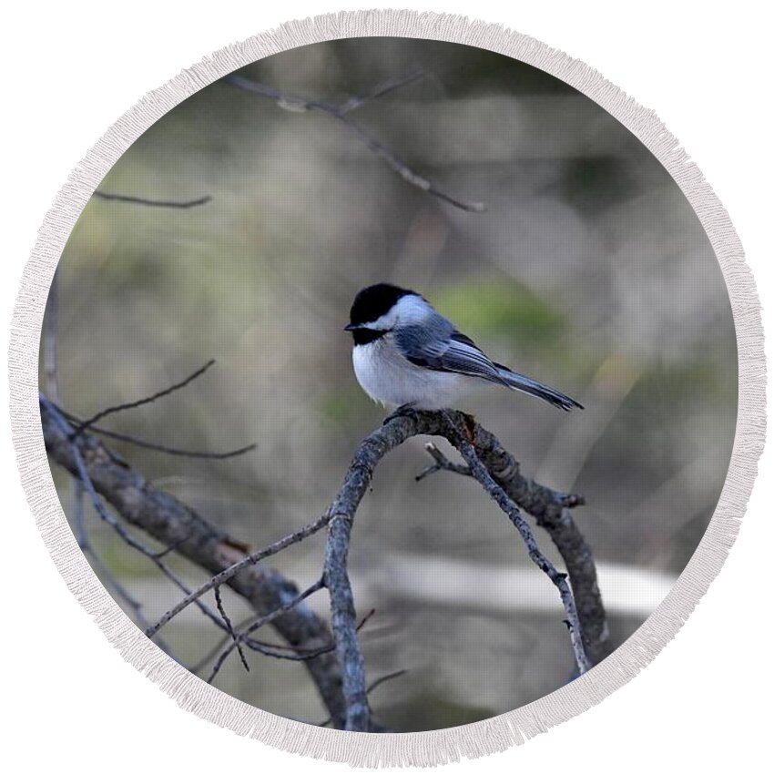 Bird Round Beach Towel featuring the photograph Black Capped Chickadee 422 by Michael Peychich