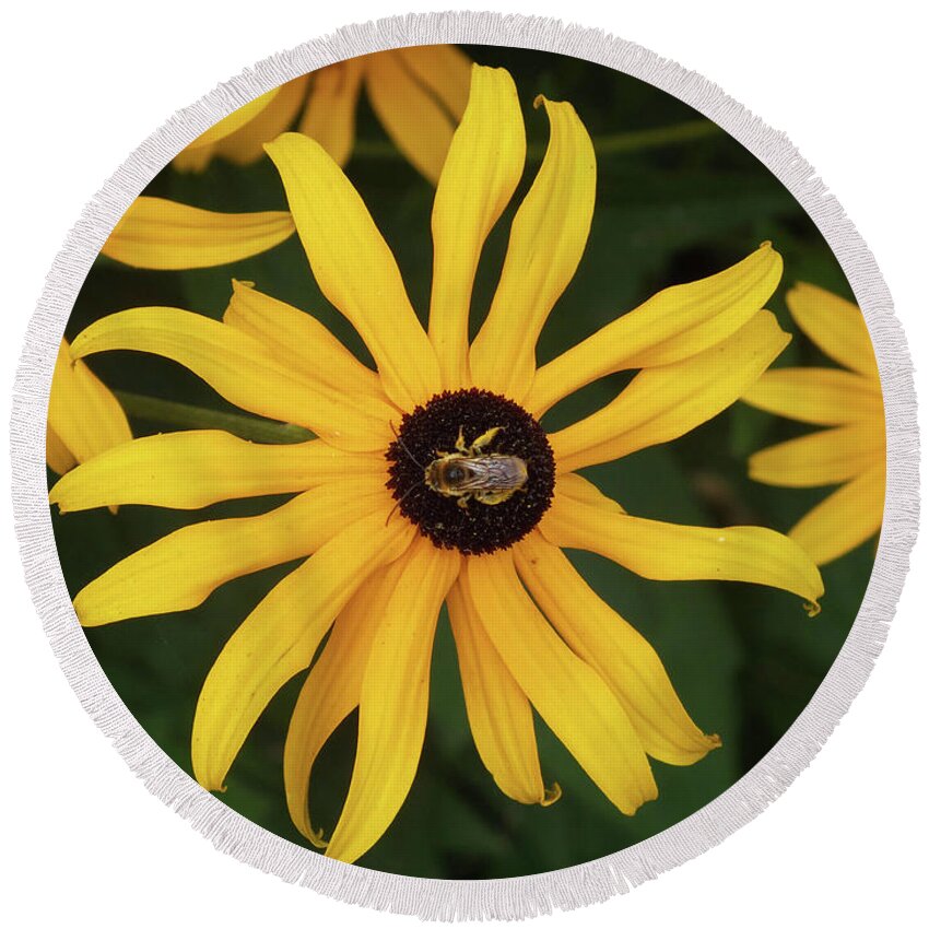 Black-eyed Susan Flowers Round Beach Towel featuring the photograph Black Eyed Susan Guest by Wendy McKennon